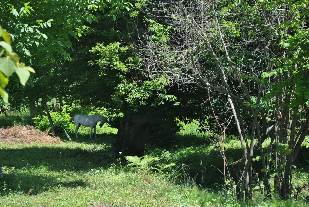 Talistan Forest Park Hotel Luaran gambar
